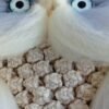 Grand hibou